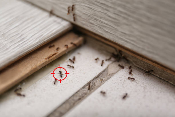 Best Best Pest Control Companies  in West Wood, UT