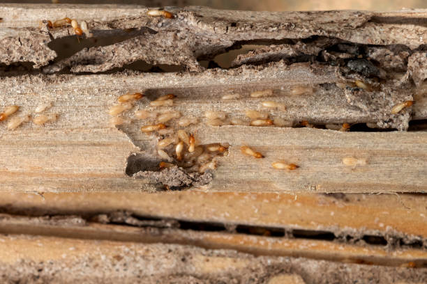 Best Affordable Pest Control Services  in West Wood, UT