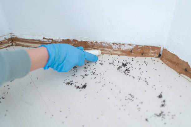 Best Pest Control Near Me  in West Wood, UT